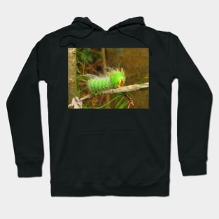 Imperial Moth Caterpillar 2 Hoodie